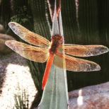 Flame Skimmer, The Orange Arizona Dragonfly